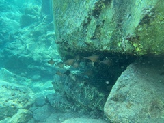 Pempheris rhomboidea