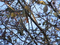 Anabacerthia lichtensteini