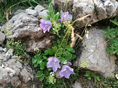 Campanula raineri