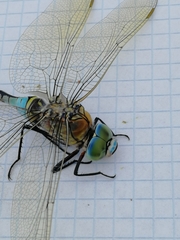 Anax parthenope