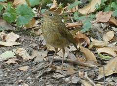 Erithacus rubecula