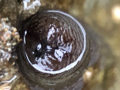 Zirfaea