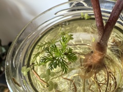 Myriophyllum aquaticum