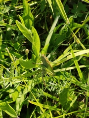 Tettigonia cantans