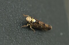 Scaphoideus pullus