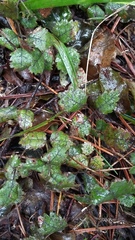 Rubus australis