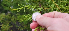 Cupressus forbesii