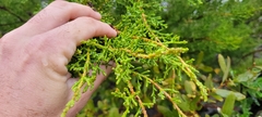 Cupressus forbesii