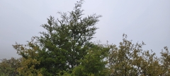 Cupressus forbesii