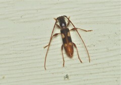 Heterachthes quadrimaculatus