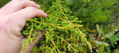 Cupressus forbesii