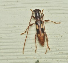 Heterachthes quadrimaculatus