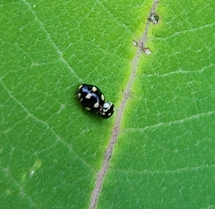 Brachiacantha decempustulata
