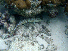 Parapercis clathrata