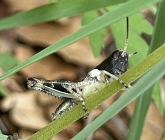 Boopedon flaviventris