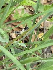 Boopedon flaviventris