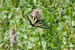 Papilio eurymedon