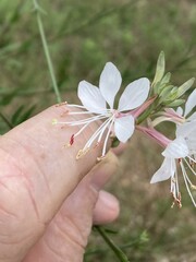 Oenothera demareei