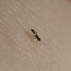 Franklinothrips vespiformis