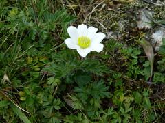 Pulsatilla alpina