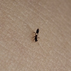 Franklinothrips vespiformis