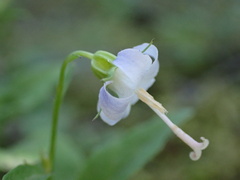 Campanula scouleri