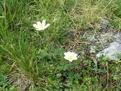 Pulsatilla alpina