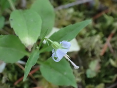 Campanula scouleri
