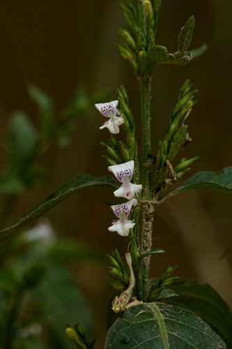 Hypoestes image