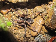 Dolomedes dondalei