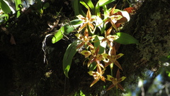 Rhynchostele maculata