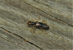 Phyllobaenus verticalis