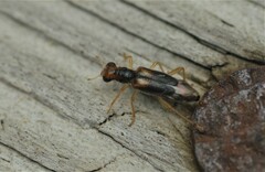 Phyllobaenus verticalis