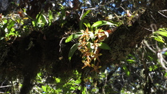 Rhynchostele maculata