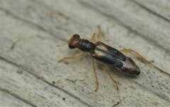 Phyllobaenus verticalis