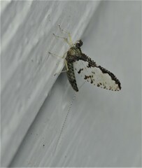 Callibaetis pretiosus