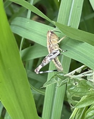 Boopedon flaviventris