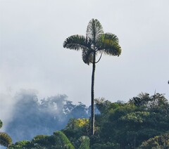 Iriartea deltoidea