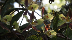 Rhynchostele maculata