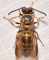 Argogorytes nigrifrons