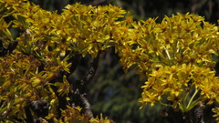 Pittocaulon praecox