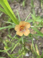 Portulaca suffrutescens