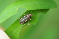 Eudiagogus