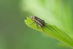Eudiagogus