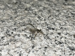 Afronurus pallescens