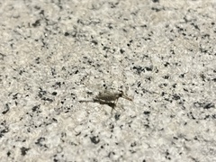 Afronurus pallescens