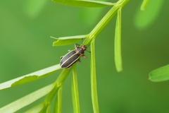 Eudiagogus