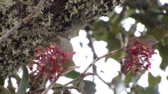 Epidendrum radioferens