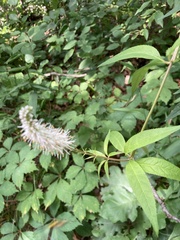 Veronicastrum