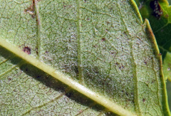 Phyllactinia fraxini
